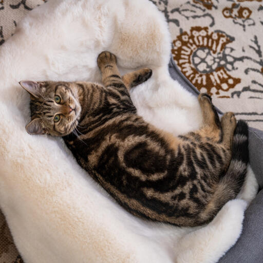 Luxury faux sheepskin cat blanket