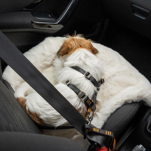 Scruffy terrier strapped securely on a car seat lying on sheepskin blanket
