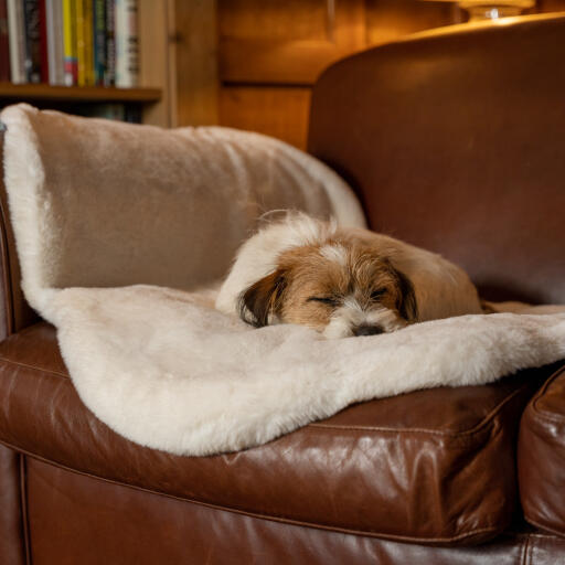 Luxury dog blanket top