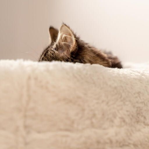 Cat sleeping on soft snowball white maya donut cat bed