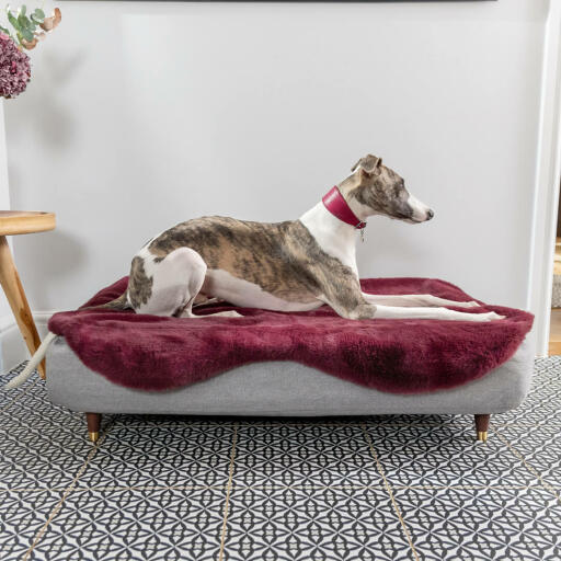 Topology Memory Foam Dog Bed Grey Large Omlet