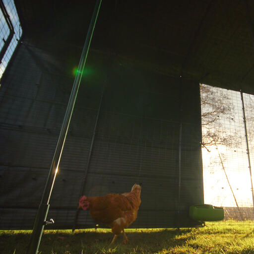 A chicken in their walk in run with heavy duty cover