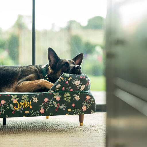 A german shepherd resting in the midnight meadow bolster dog bed