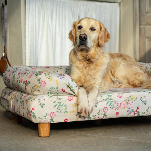 A Golden retriever resting on the morning meadow bolster bed