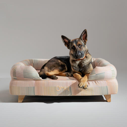 A german shepherd resting in the pawsteps natural bolster dog bed
