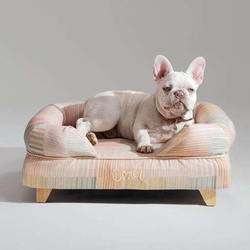 A french bulldog relaxing in the pawsteps natural bolster dog bed