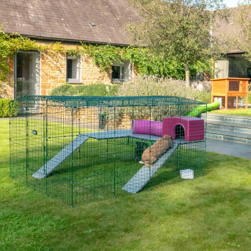 Enclosed rabbit with a purple rabbit house.