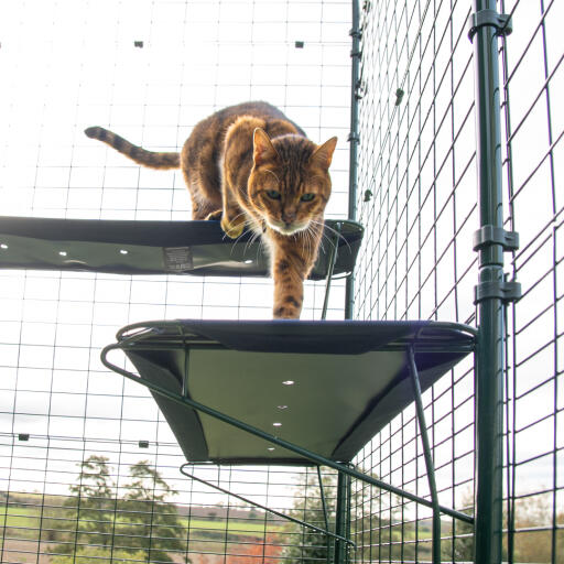 Outdoor cat deals climbing shelves