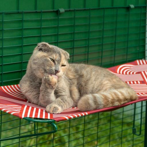 Cat laying down cleaning paw on red outdoor waterproof cat shelf in catio
