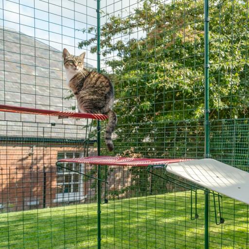 Cat sitting on red waterproof cat shelf in outdoor catio