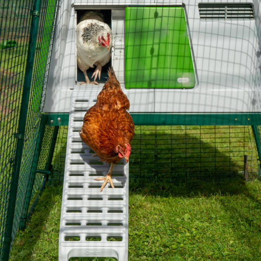 Hens using the new chicken coop ladder for the Omlet Eglu Cube