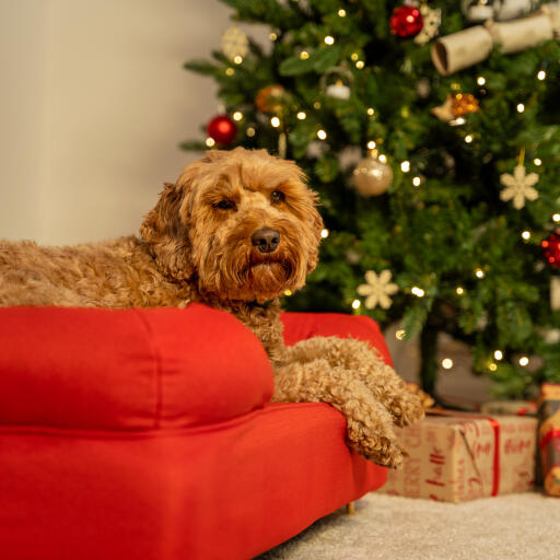 Dog relaxing in the red bolster dog bed