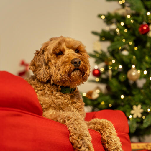 Dog relaxing in the red bolster dog bed