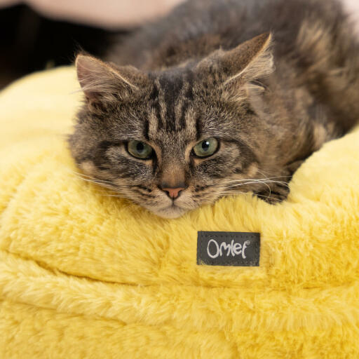 Cat test