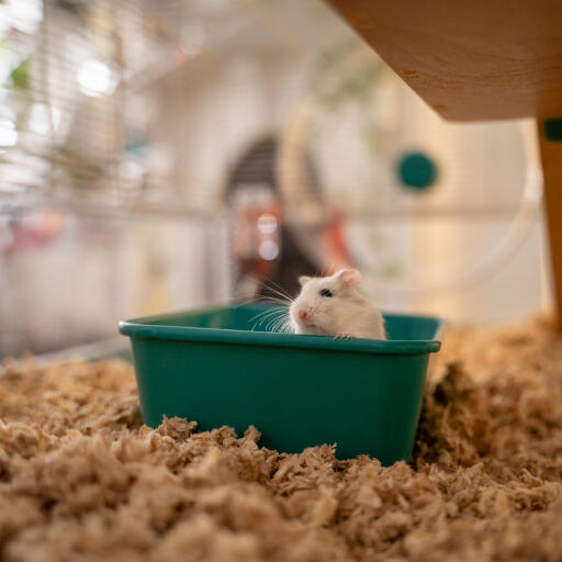 Hamster sand bedding 2025
