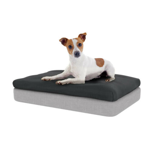 The memory foam mattress and charcoal grey beanbag will provide unbeatable support for your dog.