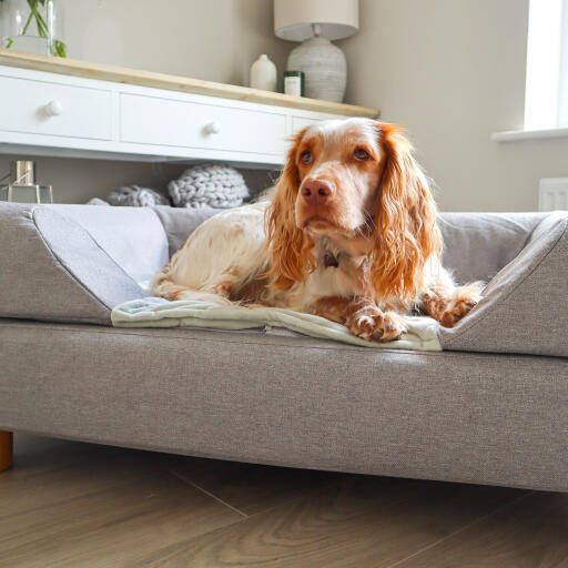 Topology dog bed with bolster topper