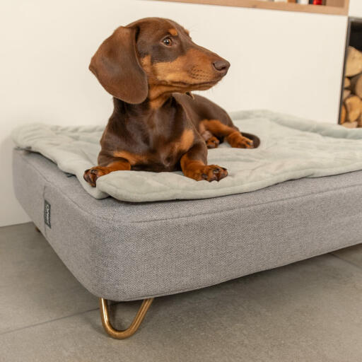 Dachshund sitting on Omlet Topology dog bed with quilted cover and Gold hairpin feet