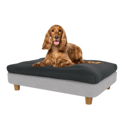 Cocker in the medium Topology dog bed
