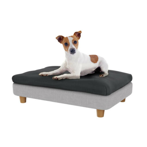 Jack russell in the small Topology dog bed