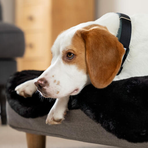 Jet Black Faux Sheepskin Topper for Topology Dog Bed