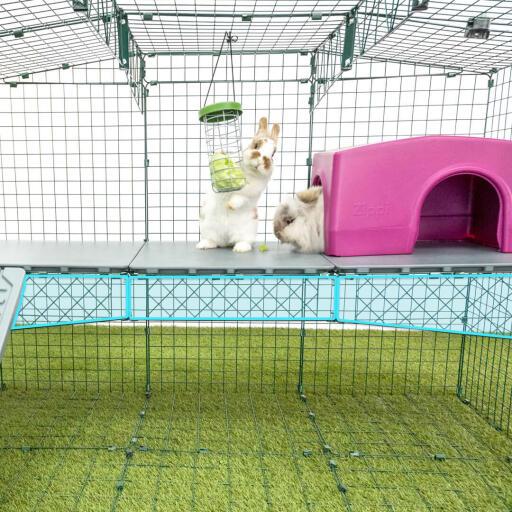 Rabbit Zippi platform pink shelter eating from Caddi rabbit treat holder