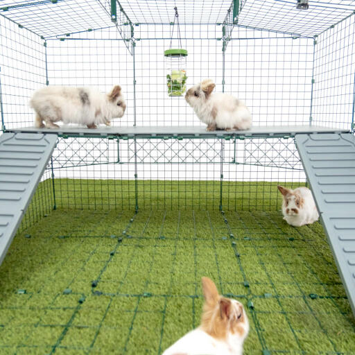 Omlet Zippi rabbit playpen with Zippi platforms, Caddi treat holder and rabbits