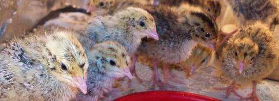 inquisitive chicks in the brooder