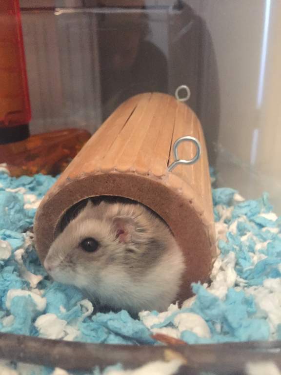 Carefresh Animal Bedding 10L - White | Hamster & Gerbil Bedding