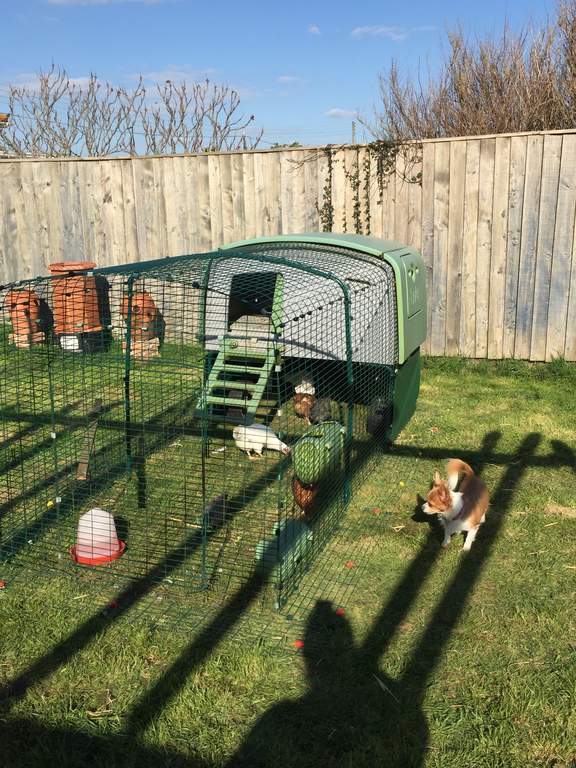 Eglu Cube Mk1 1m Run Extension Chicken Runs and Chicken Netting