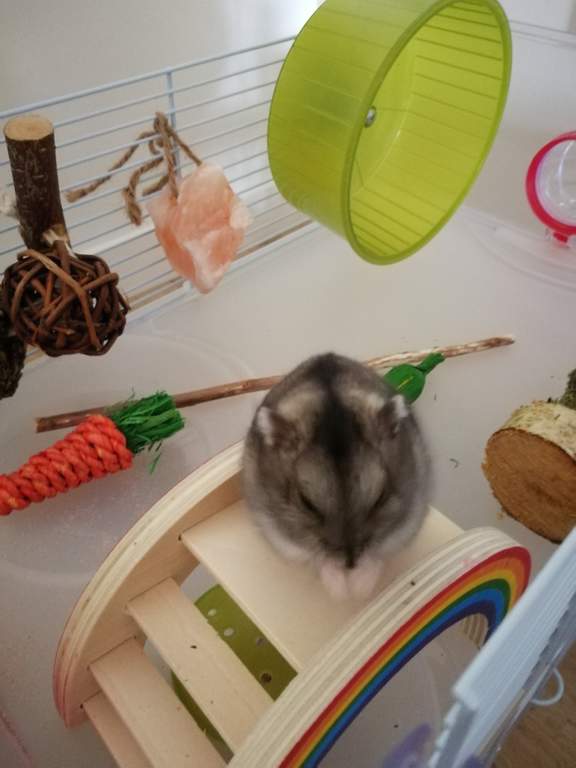 My Dog Stepped On A Bee En Francais Rainbow Play Bridge for Small Animals | Hamster & Gerbil Toys | Hamster