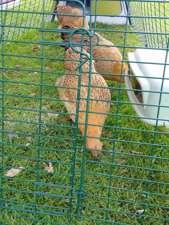 Run Door Pin For Eglu Go Cube Mk2 Classic Go Up