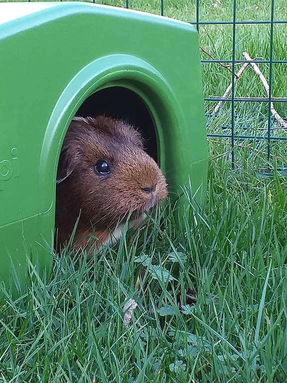 Zippi Boxed Guinea Pig Shelter Green (079.0045.0001) This Week's