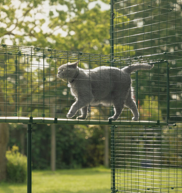 Grey cat walking through an Omlet catio tunnel walkway