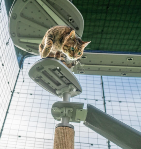 A cat climbing down the steps attached to the outdoor Freestyle cat tree