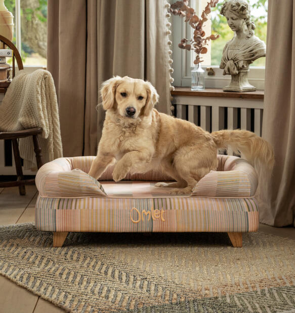 Labrador jumping off raised bolster dog bed in pawsteps natural print with wooden square feet.