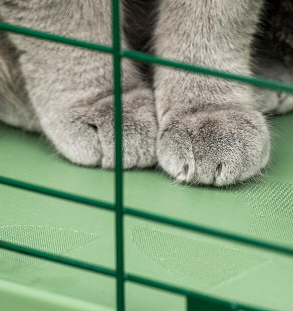Cat paws on anti-slip catio tunnel surface
