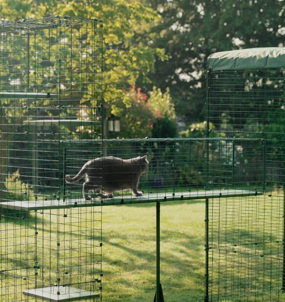 Cat on durable weatherproof Omlet catio tunnel walkway
