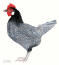 A beautiful painting of a female andalusian bantam