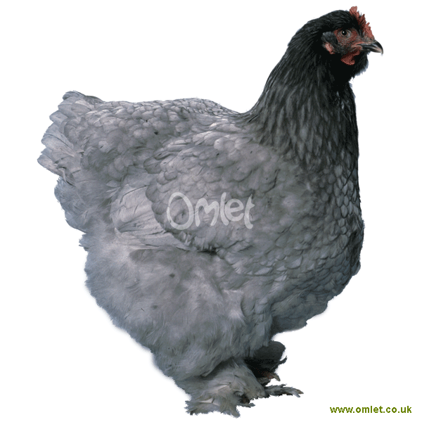 Cochin For Sale Chickens Breed Information Omlet