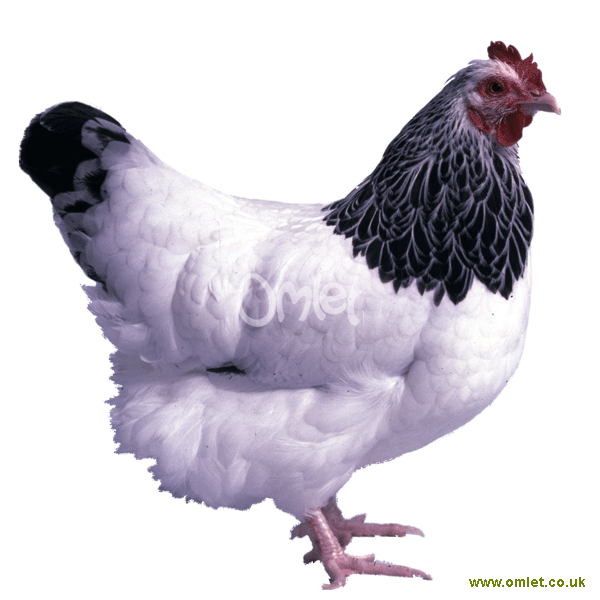 Sussex Bantam For Sale Chickens Breed Information Omlet