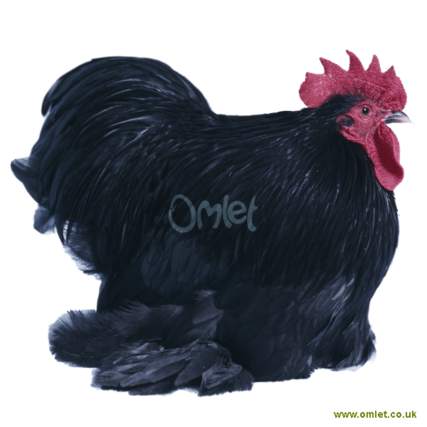 Pekin Bantam For Sale Chickens Breed Information Omlet