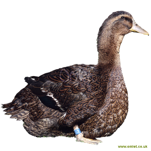 Rouen | Ducks | Breed Information | Omlet