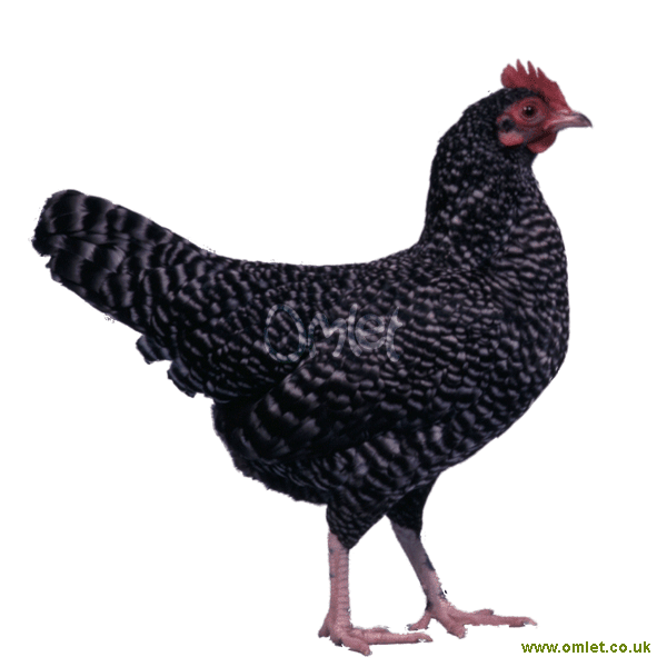 Scots Grey For Sale Chickens Breed Information Omlet