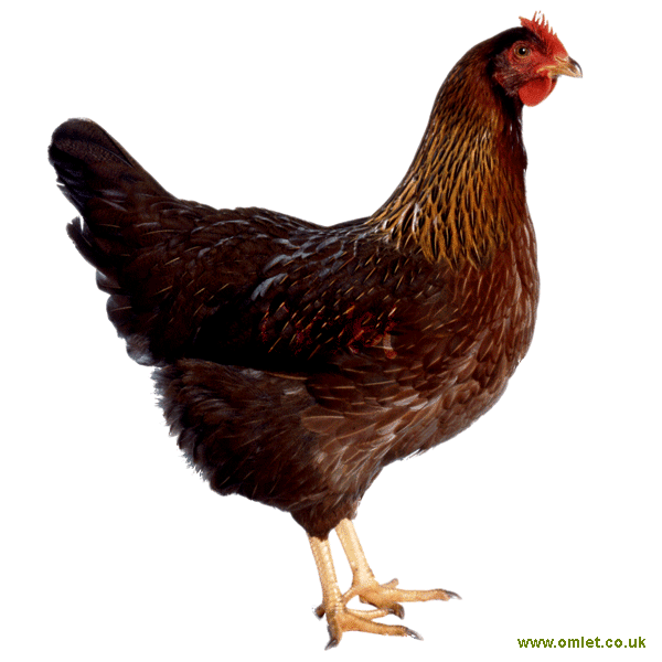 Welsummer For Sale Chickens Breed Information Omlet
