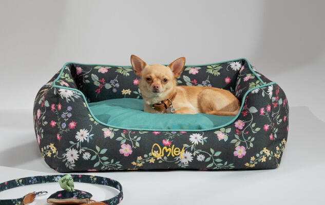 Chihuahua resting on a dark flowery printed dog bed