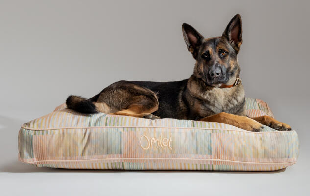 German Shepherd lying on a portable and easy to clean Omlet Cushion Dog Bed