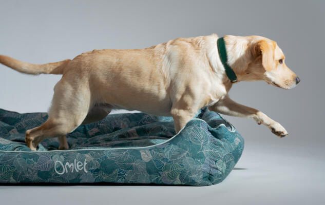 Golden retriever jumping out of a nest dog bed