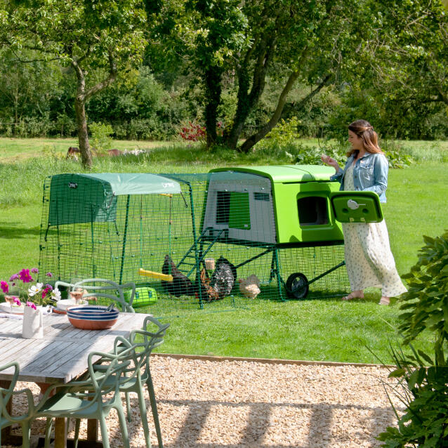 Woman reaching into the Eglu Cube chicken coop to retrieve the eggs in a garden