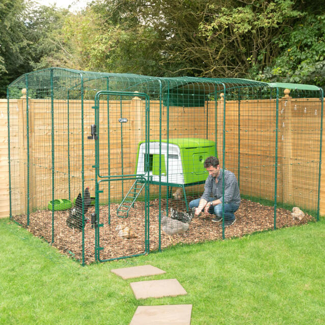 Man feeding chickesn in the large, secure, permanent enclosure run
